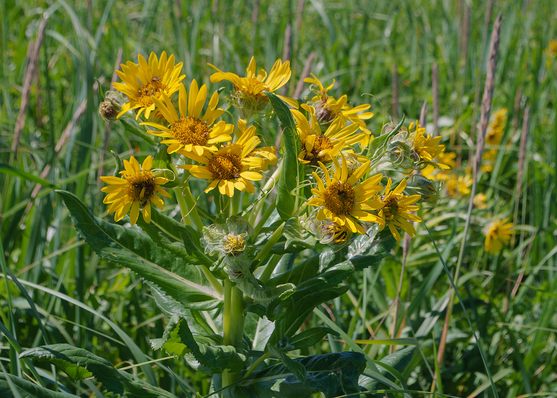 Image of Senecio pseudoarnica specimen.