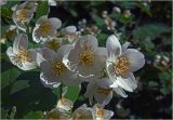 Philadelphus pubescens