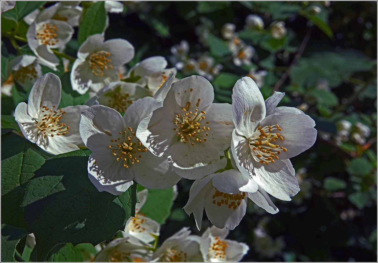 Image of Philadelphus pubescens specimen.