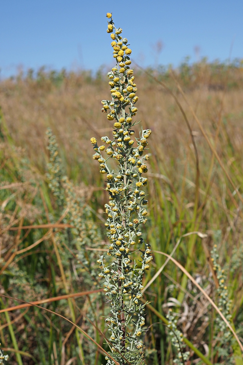 Image of Artemisia pontica specimen.