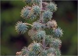 Ricinus communis. Часть соплодия с незрелыми плодами. Московская обл., Раменский р-н, окр. дер. Хрипань, садовый участок. 11.09.2024.