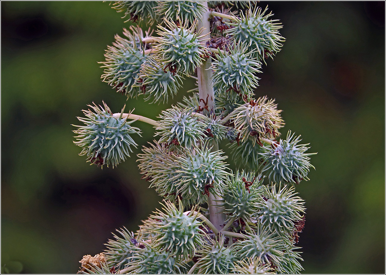 Image of Ricinus communis specimen.