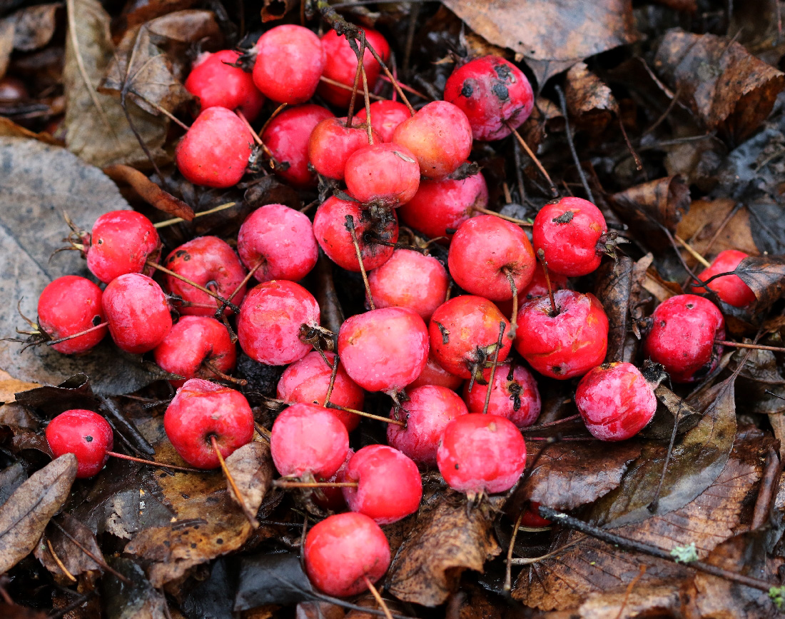 Изображение особи Malus × robusta.