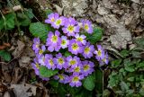 Primula vulgaris