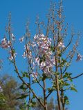 Смотреть изображение Paulownia tomentosa