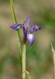 Iris oxypetala