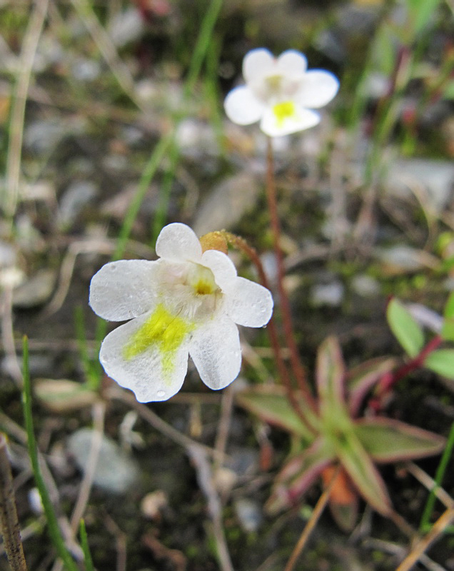 Изображение особи Pinguicula alpina.