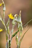 Смотреть изображение род Tragopogon