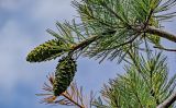 View full-size image Pinus armandii