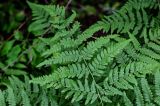 View full-size image Pteridium pinetorum