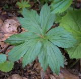 Смотреть изображение род Ranunculus