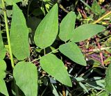 Смотреть изображение Clematis recta