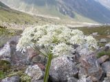 View full-size image Heracleum asperum