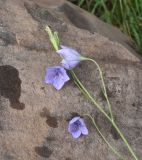 View full-size image Campanula stevenii