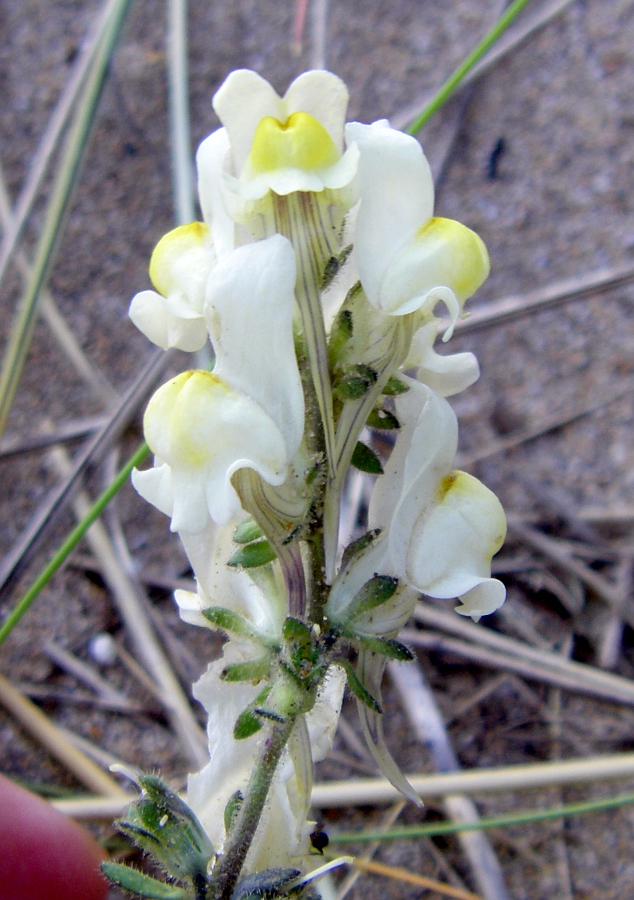 Image of Linaria supina specimen.