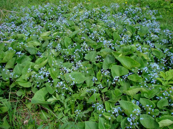 Изображение особи Brunnera sibirica.