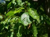 View full-size image Cerasus avium