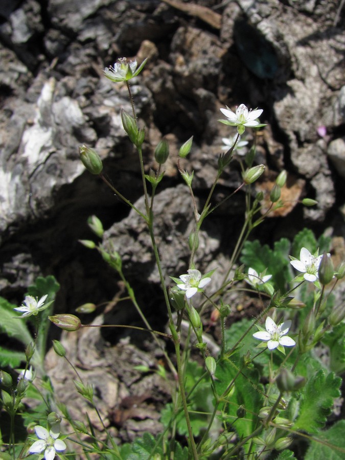 Image of Minuartia hybrida specimen.