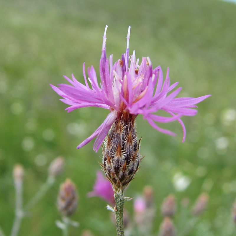 Image of Centaurea lavrenkoana specimen.