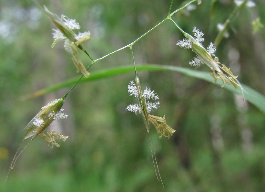 Изображение особи Trisetum sibiricum.