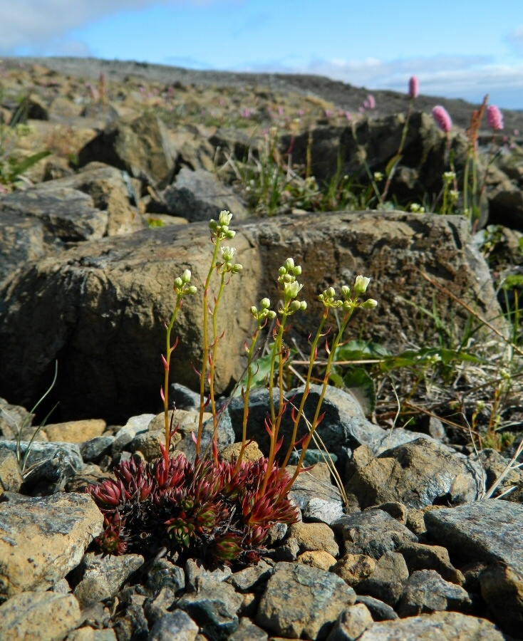 Image of Saxifraga bronchialis specimen.