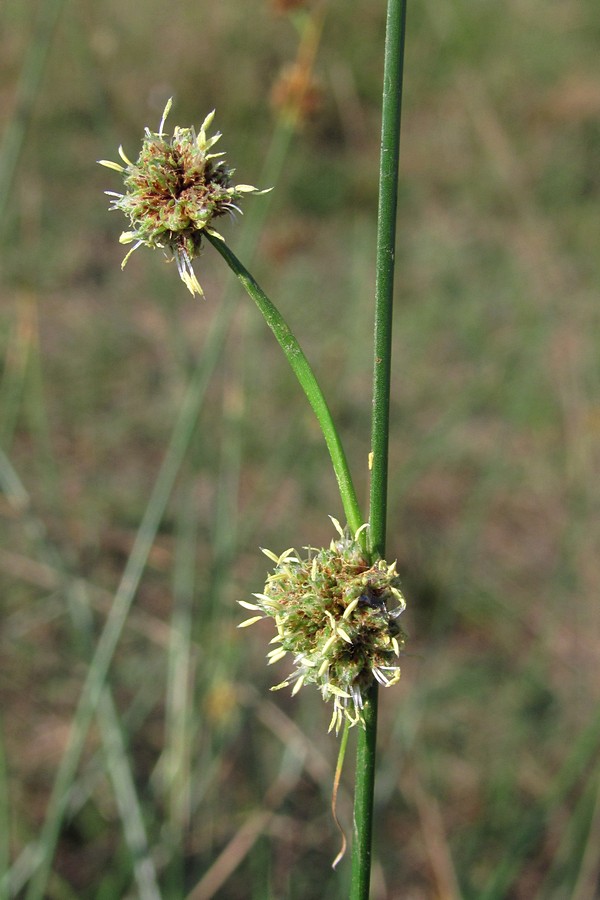 Image of Scirpoides holoschoenus specimen.