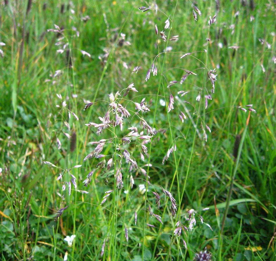 Image of Hyalopoa pontica specimen.