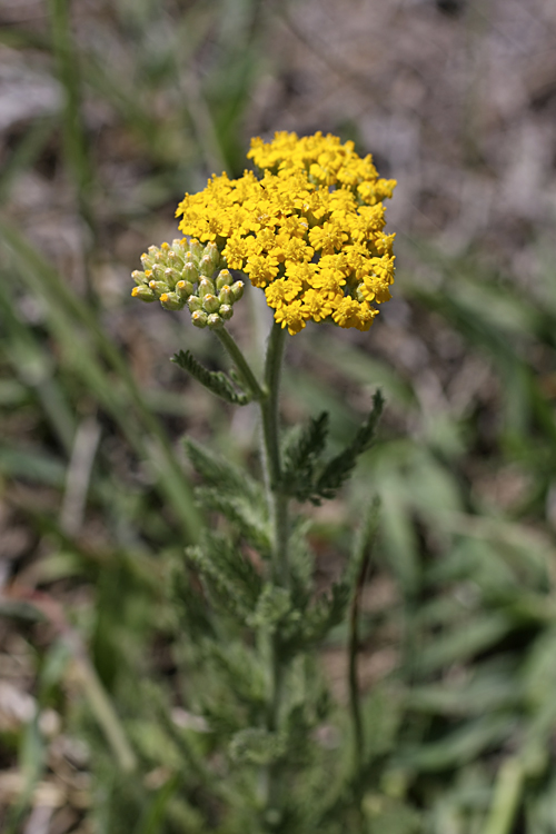 Image of Achillea arabica specimen.