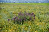 Salvia tesquicola. Куртина цветущих растений. Воронежская обл., Павловский р-н, окр. с. Михайловка (Шипов лес), опушка леса. 18.06.2011.