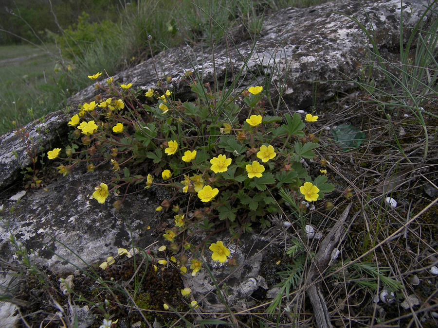 Изображение особи Potentilla incana.