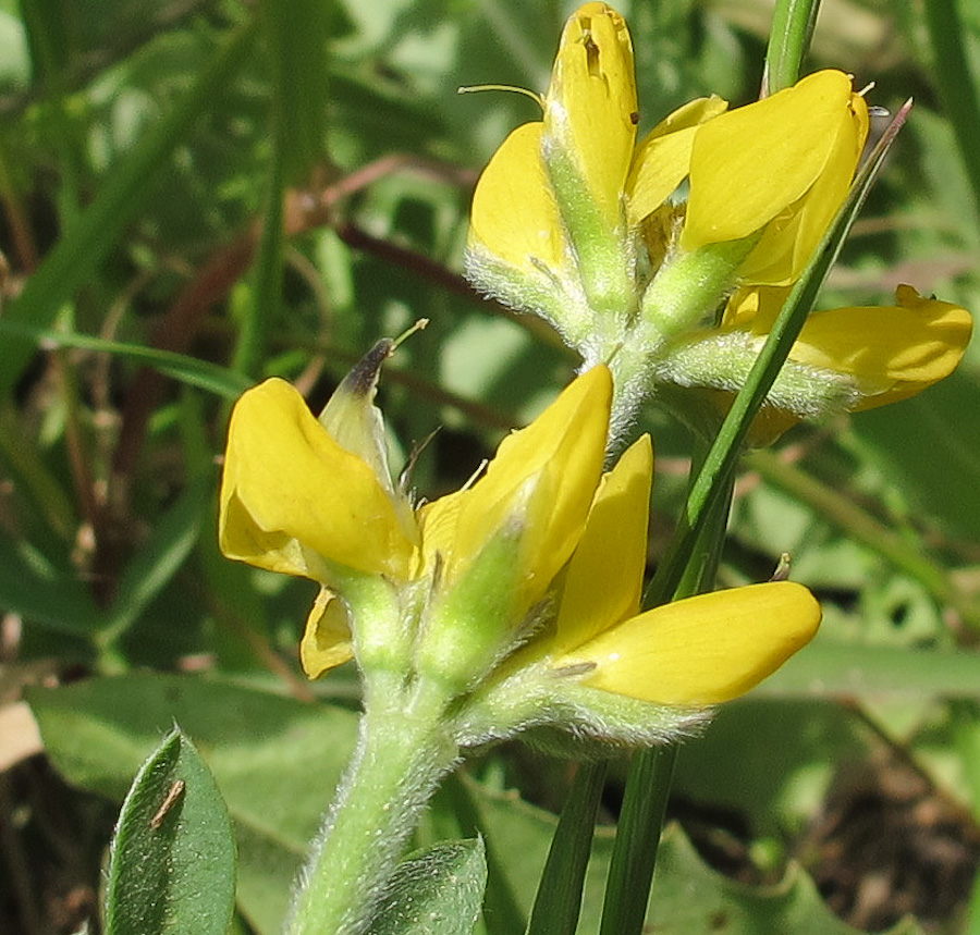 Image of Lupinus luteus specimen.