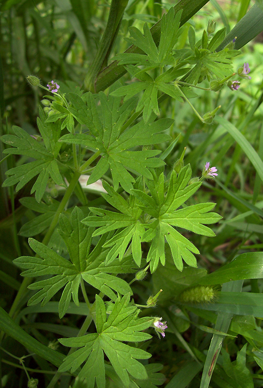 Image of Geranium pusillum specimen.