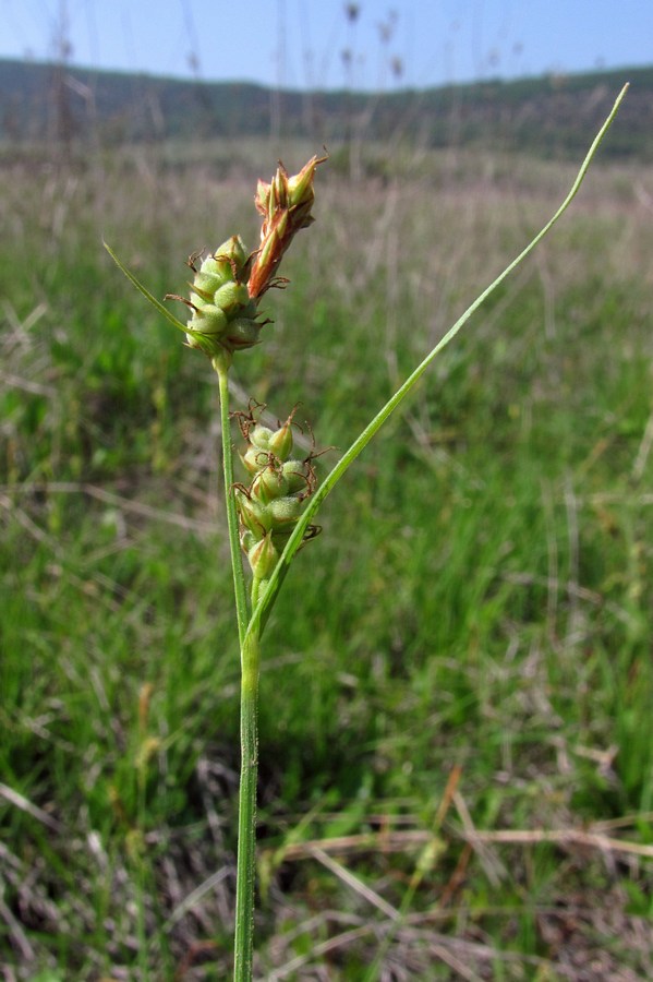 Image of Carex tomentosa specimen.