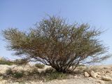 Vachellia tortilis. Дерево на разровненной площадке на восточном склоне горы. Израиль, впадина Мёртвого моря, киббуц Эйн-Геди. 07.03.2011.