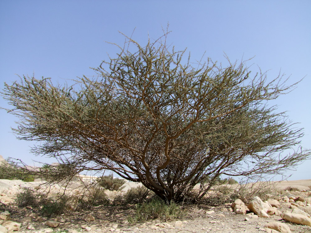 Image of Vachellia tortilis specimen.