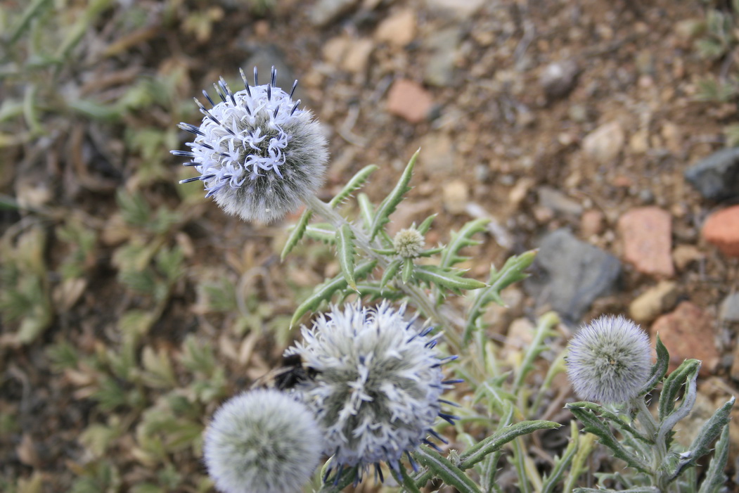 Image of Echinops humilis specimen.