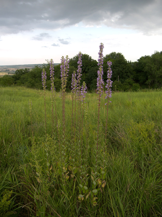 Image of Campanula ruthenica specimen.