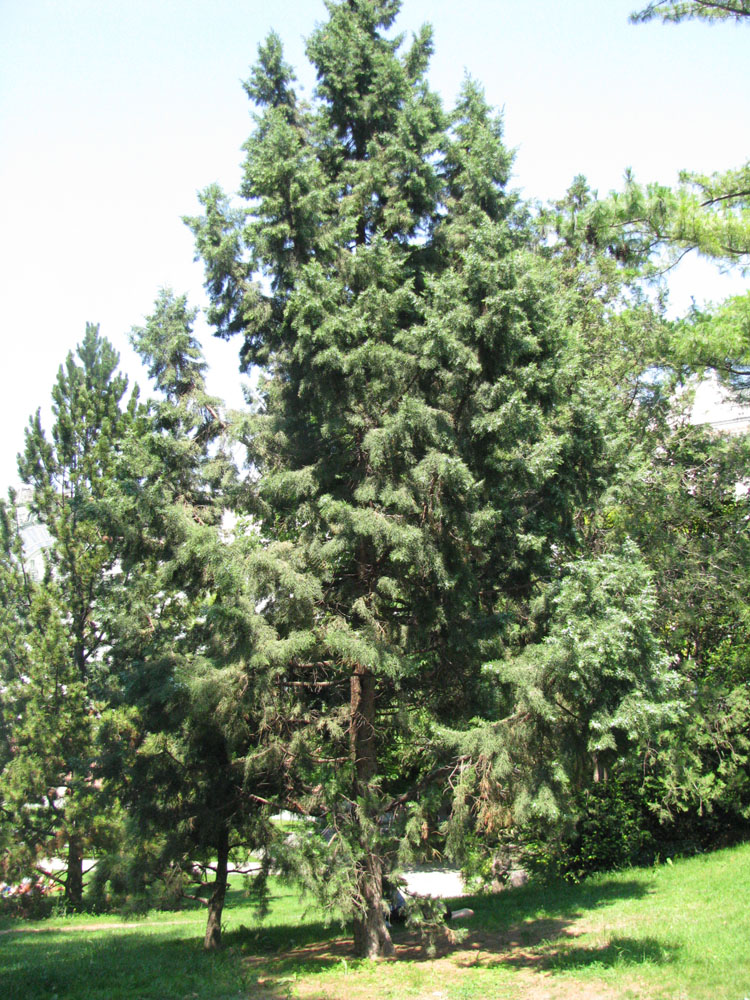 Image of Juniperus excelsa specimen.