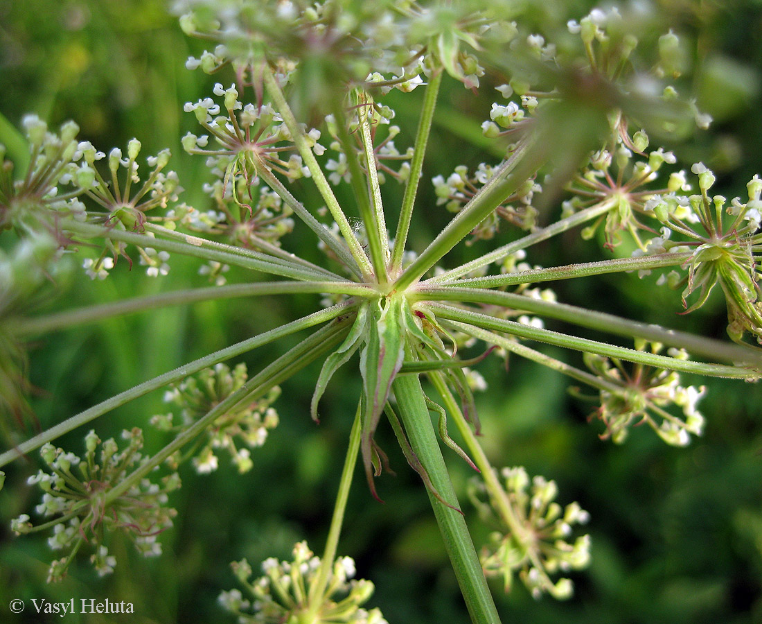 Изображение особи Thyselium palustre.