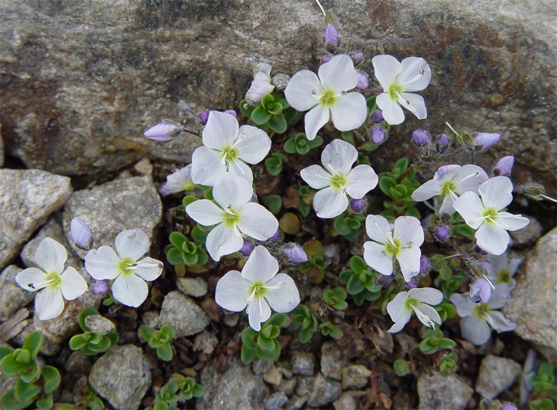 Image of Veronica glareosa specimen.