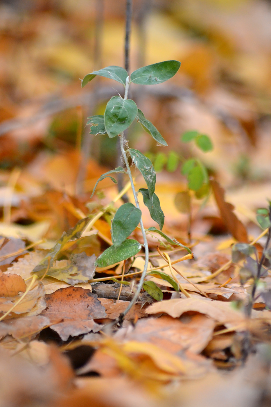 Image of Elaeagnus angustifolia specimen.