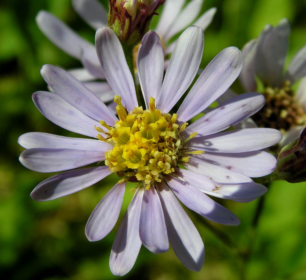 Изображение особи Aster tataricus.