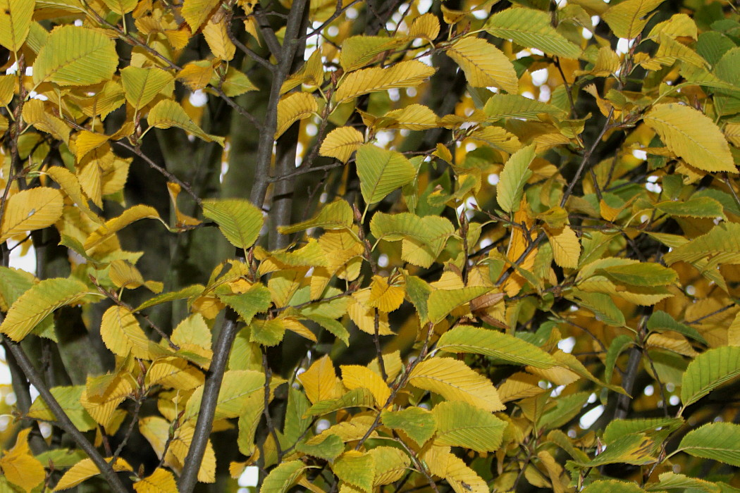 Image of Carpinus betulus specimen.