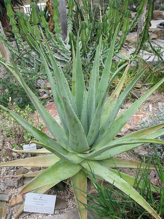 Изображение особи Aloe vera.