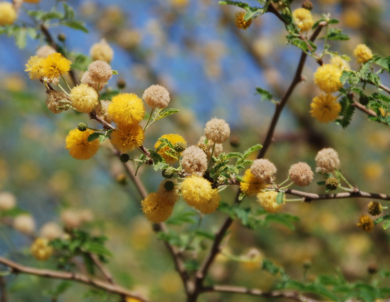 Image of Vachellia farnesiana specimen.