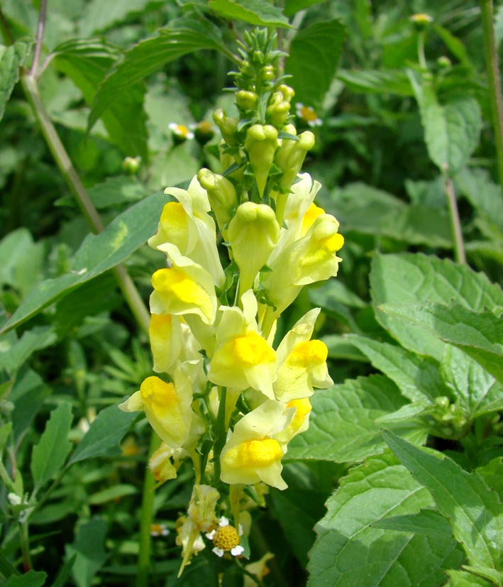 Image of Linaria vulgaris specimen.