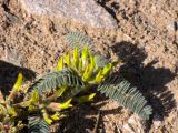 Astragalus sparsus. Цветущий побег. Израиль, Эйлатские горы. 15.02.2013.