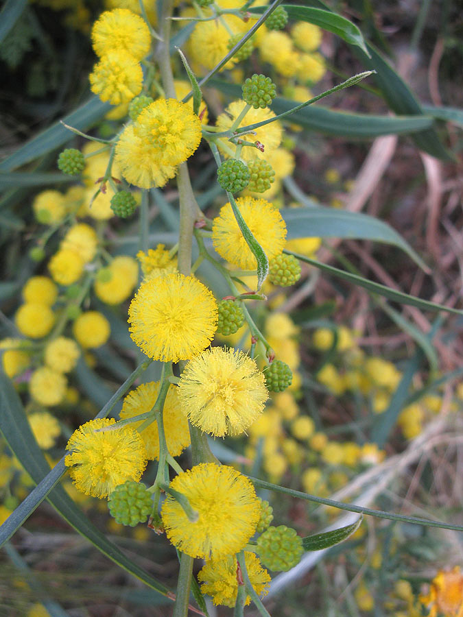 Image of Acacia saligna specimen.