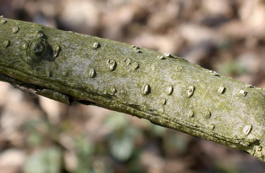 Image of Magnolia &times; soulangeana specimen.