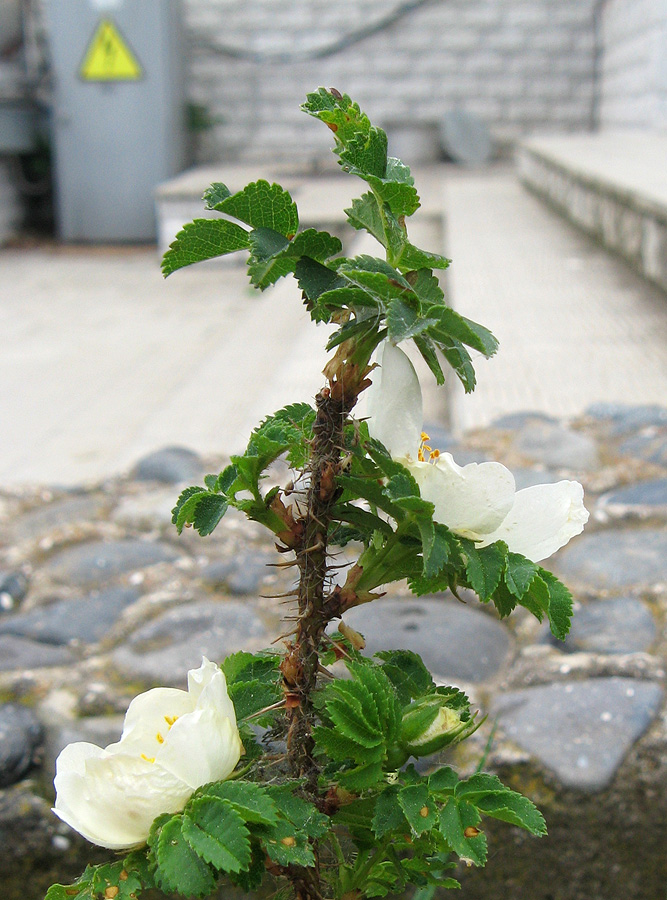 Изображение особи Rosa spinosissima.